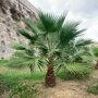 Mexicaanse waaierpalm